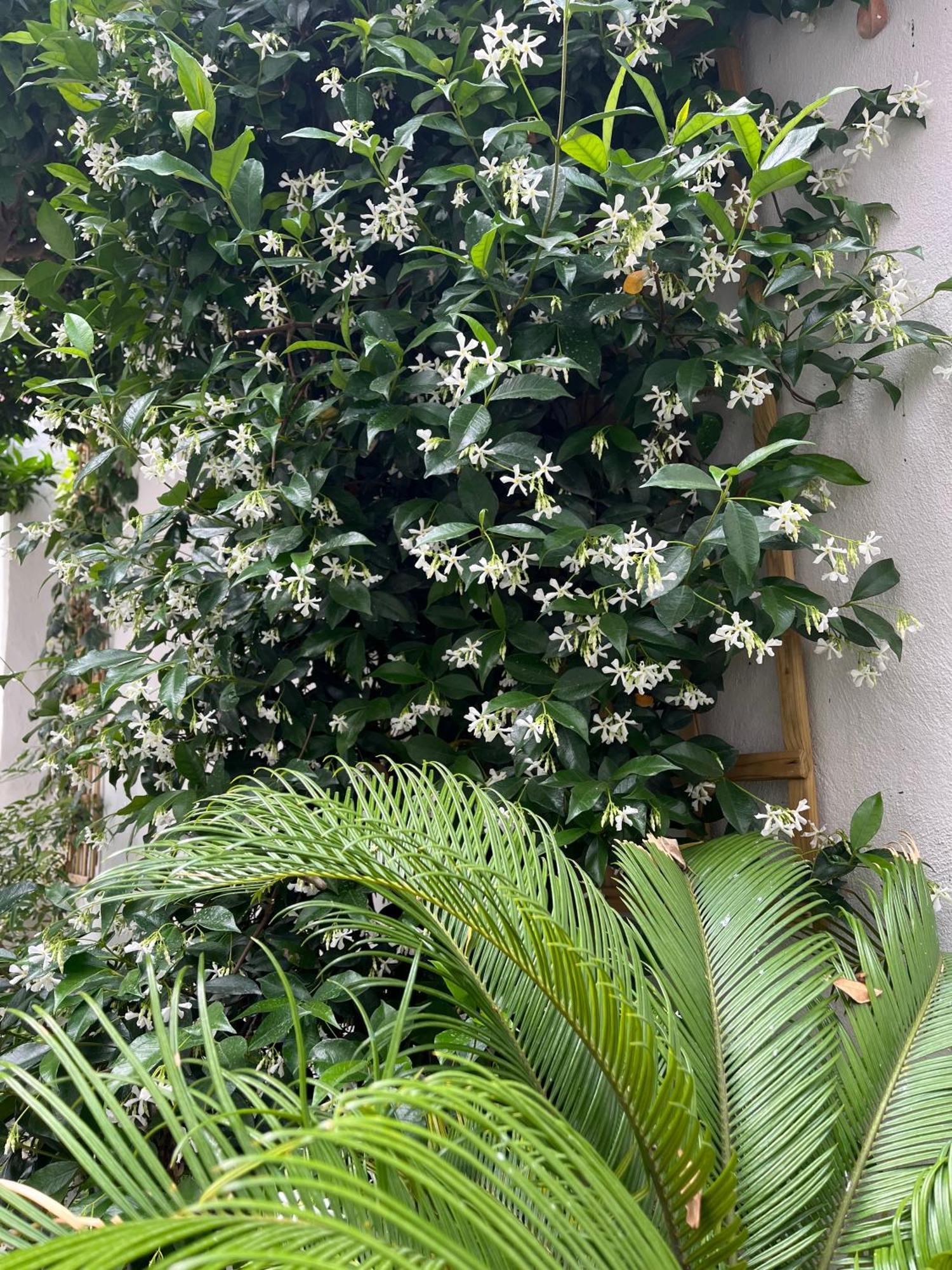 볼로스 Maria'S Jasmine 아파트 외부 사진